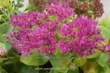 Sedum spectabile 'Meteor'