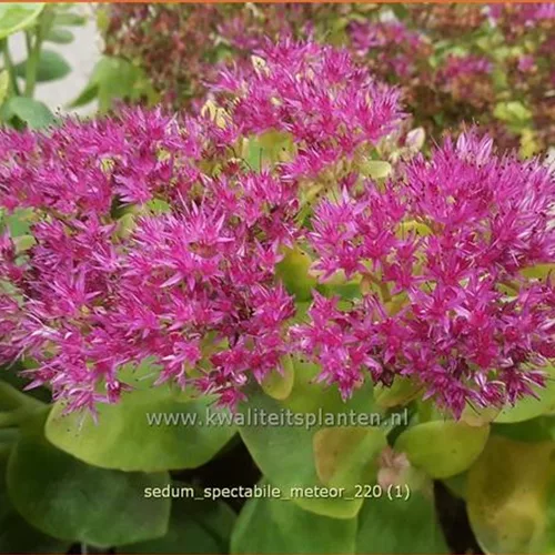 Sedum spectabile 'Meteor'