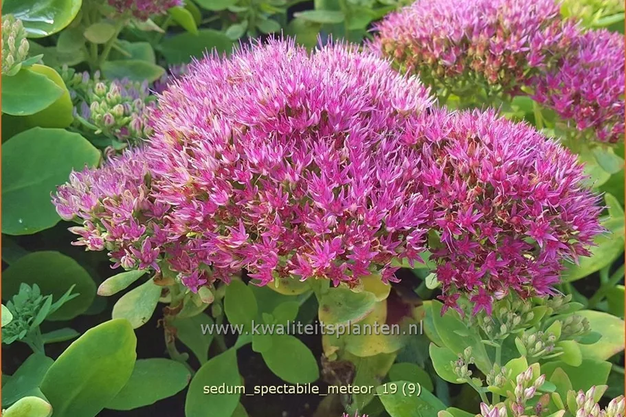 Sedum spectabile 'Meteor'