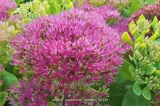 Sedum spectabile 'Meteor'