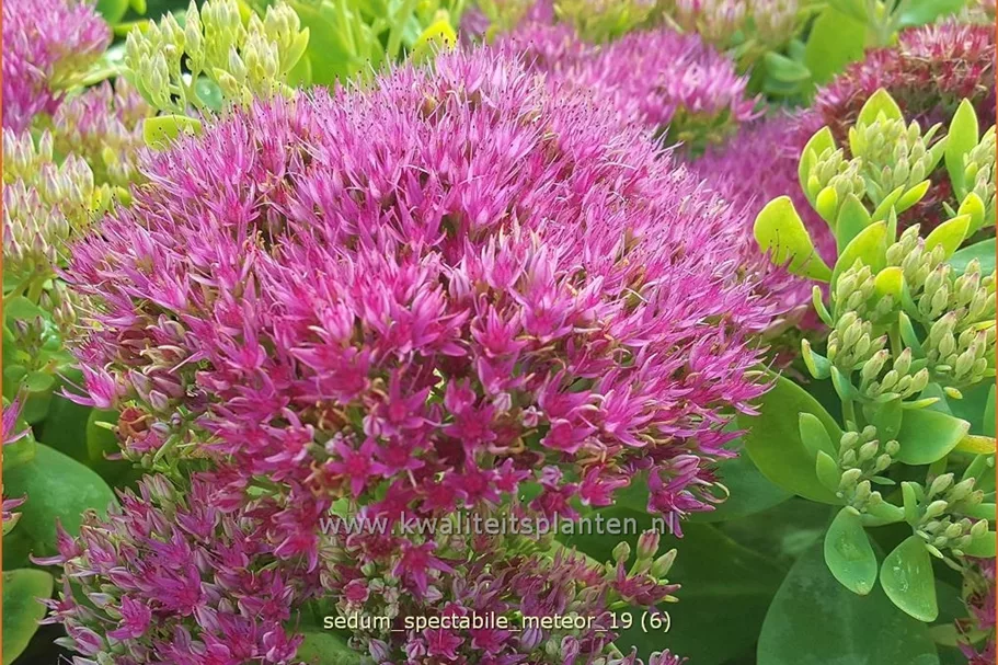 Sedum spectabile 'Meteor'