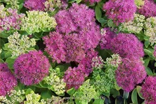 Sedum spectabile 'Meteor'