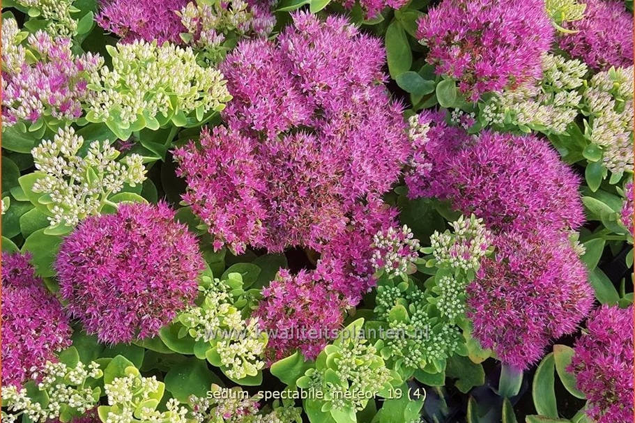 Sedum spectabile 'Meteor'