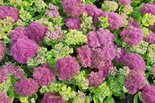 Sedum spectabile 'Meteor'