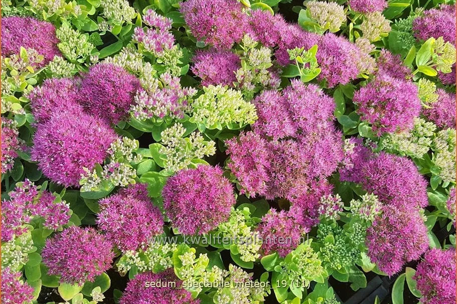 Sedum spectabile 'Meteor'