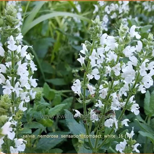 Salvia nemorosa 'Sensation Compact White'