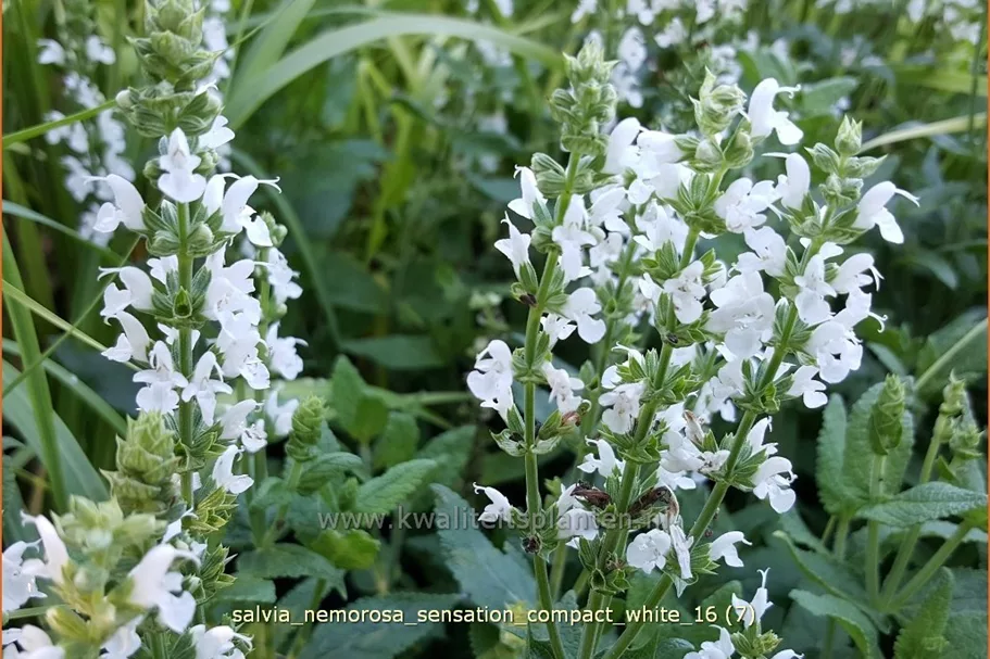 Salvia nemorosa 'Sensation Compact White'