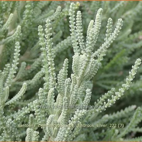 Santolina chamaecyparissus 'Lambrook Silver'