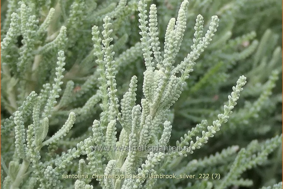 Santolina chamaecyparissus 'Lambrook Silver'