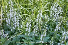 Salvia nemorosa 'Sensation Compact White'