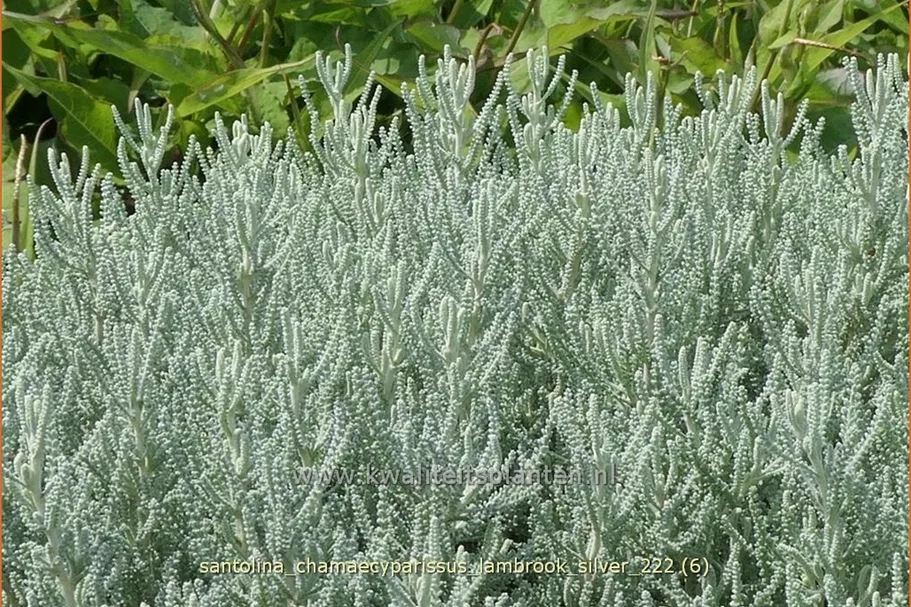 Santolina chamaecyparissus 'Lambrook Silver'