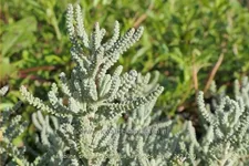 Santolina chamaecyparissus 'Lambrook Silver'