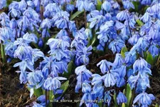 Scilla sibirica 'Spring Beauty'