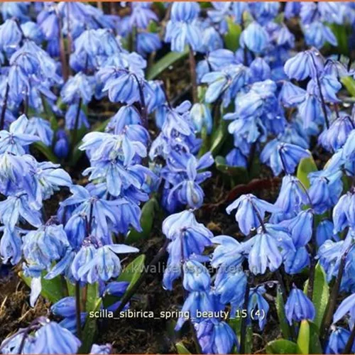 Scilla sibirica 'Spring Beauty'