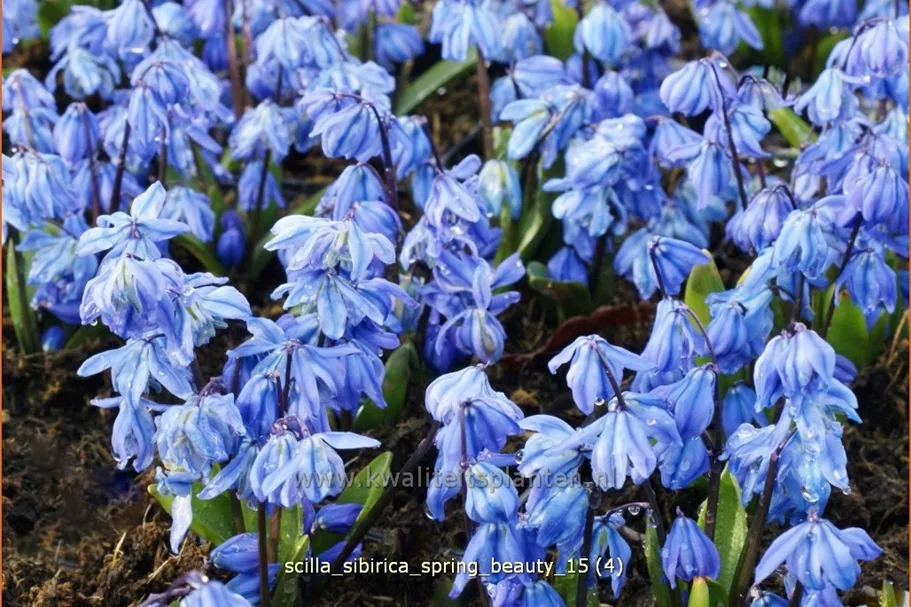 Scilla sibirica 'Spring Beauty'