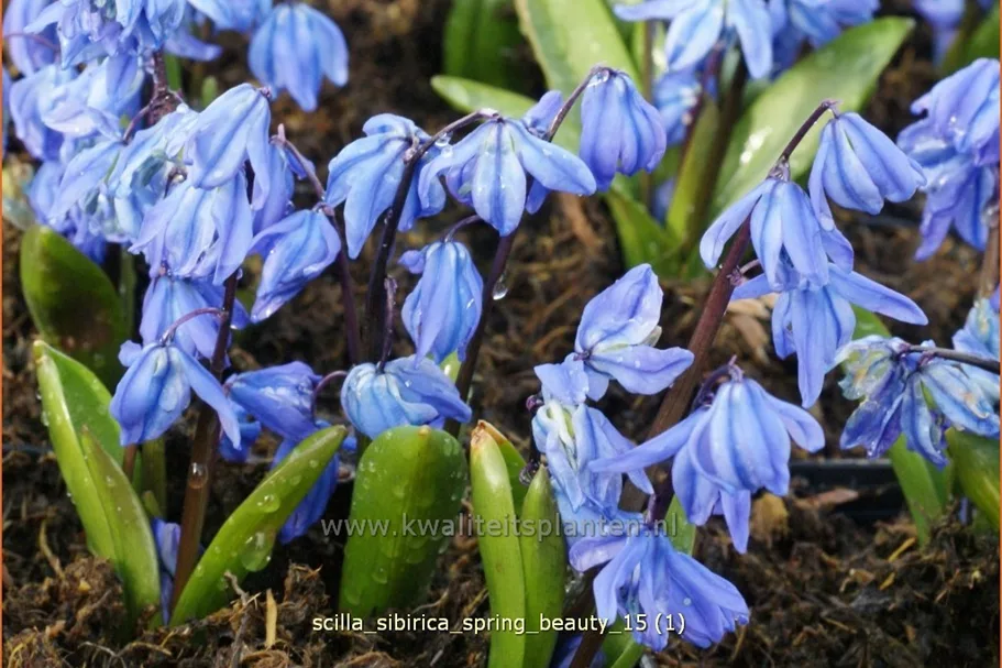 Scilla sibirica 'Spring Beauty'