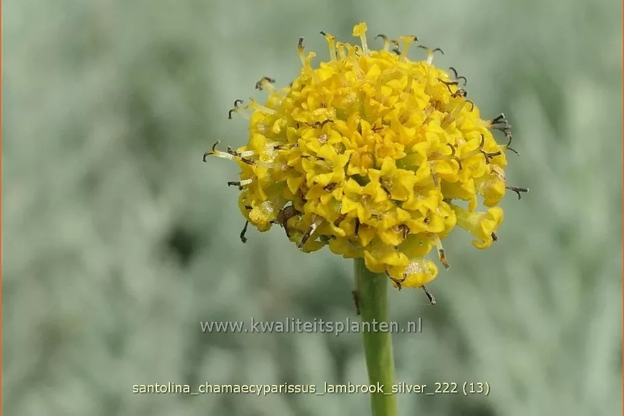 Santolina chamaecyparissus 'Lambrook Silver'