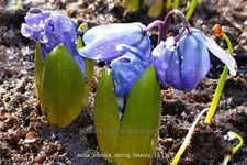 Scilla sibirica 'Spring Beauty'