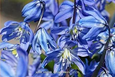 Scilla sibirica 'Spring Beauty'