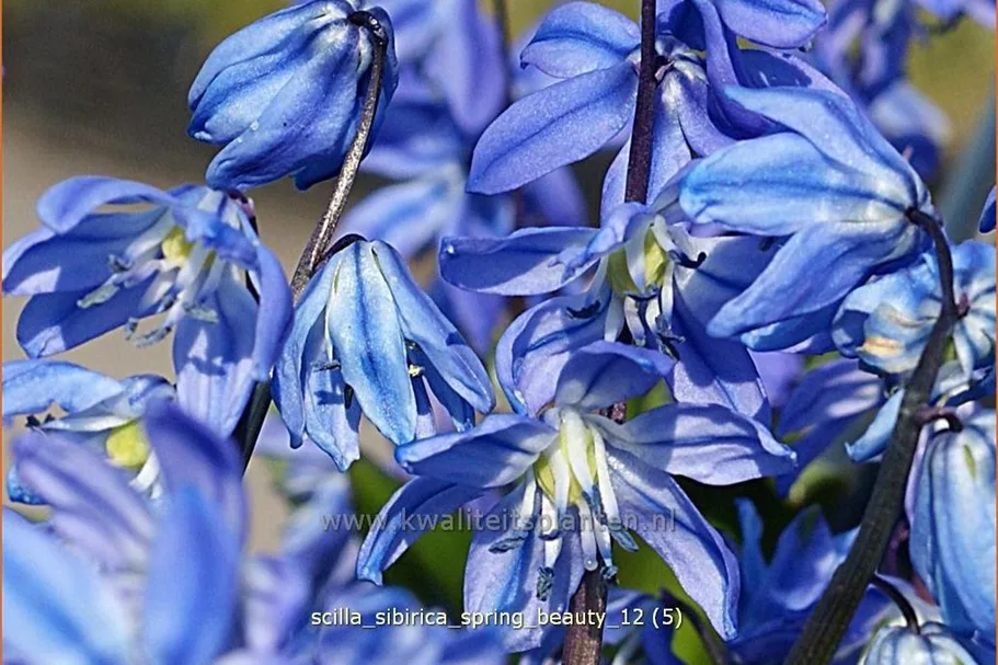 Scilla sibirica 'Spring Beauty'