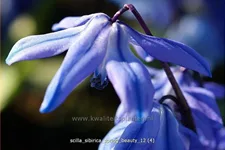 Scilla sibirica 'Spring Beauty'