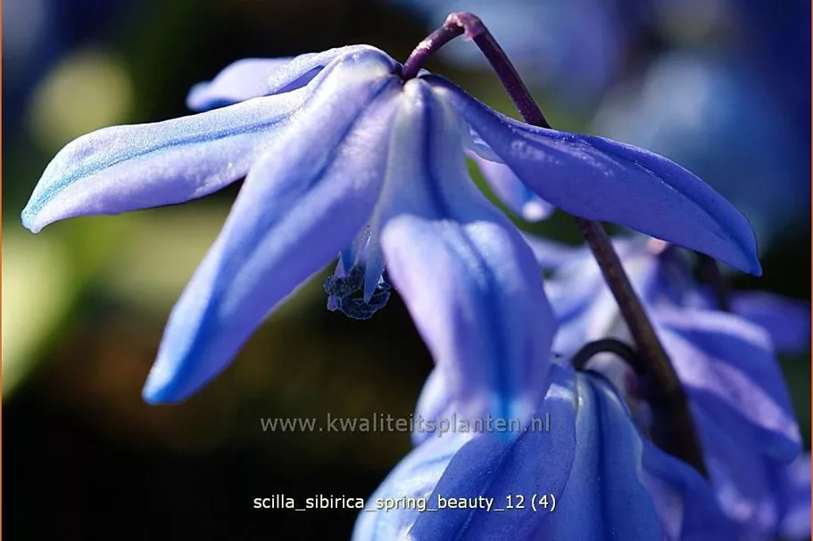 Scilla sibirica 'Spring Beauty'