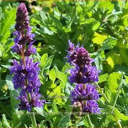 Salvia nemorosa 'Sensation Medium Deep Blue'