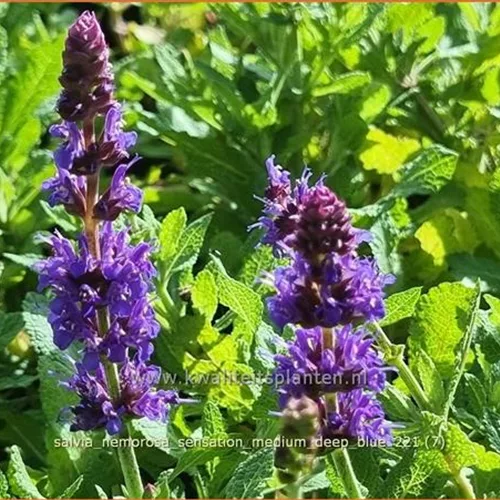 Salvia nemorosa 'Sensation Medium Deep Blue'