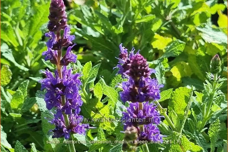Salvia nemorosa 'Sensation Medium Deep Blue'