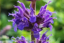 Salvia nemorosa 'Sensation Medium Deep Blue'