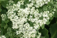 Sedum spectabile 'Stardust'