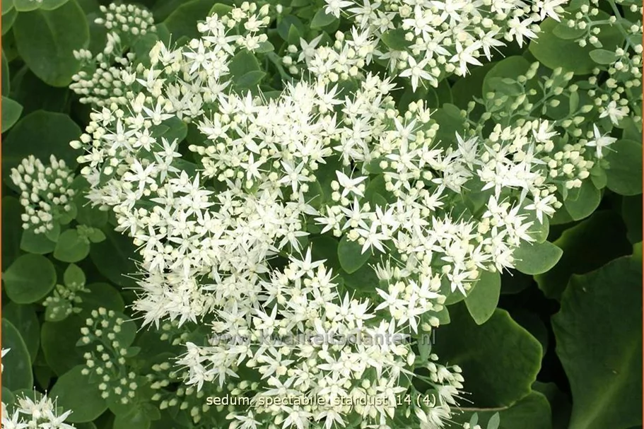 Sedum spectabile 'Stardust'