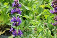 Salvia nemorosa 'Sensation Medium Deep Blue'