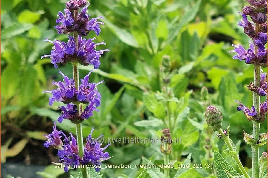 Salvia nemorosa 'Sensation Medium Deep Blue'