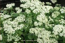 Sedum spectabile 'Stardust'