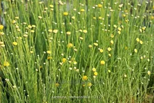 Santolina rosmarinifolia