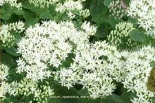Sedum spectabile 'Stardust'