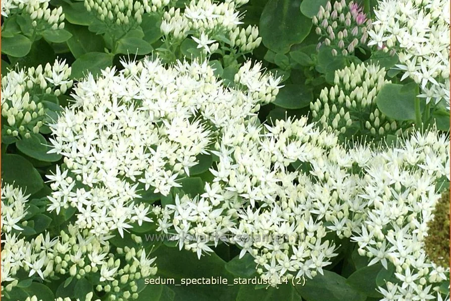 Sedum spectabile 'Stardust'