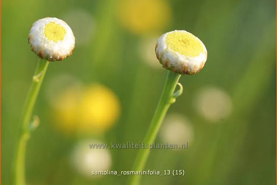 Santolina rosmarinifolia