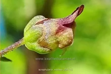 Scrophularia nodosa