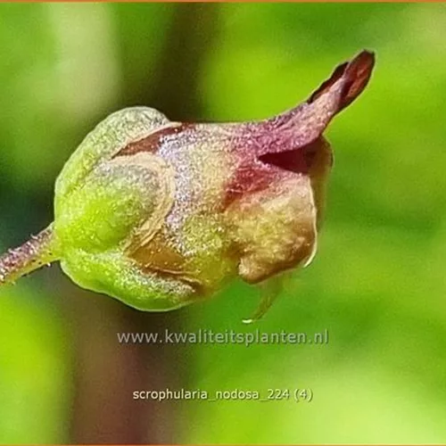 Scrophularia nodosa