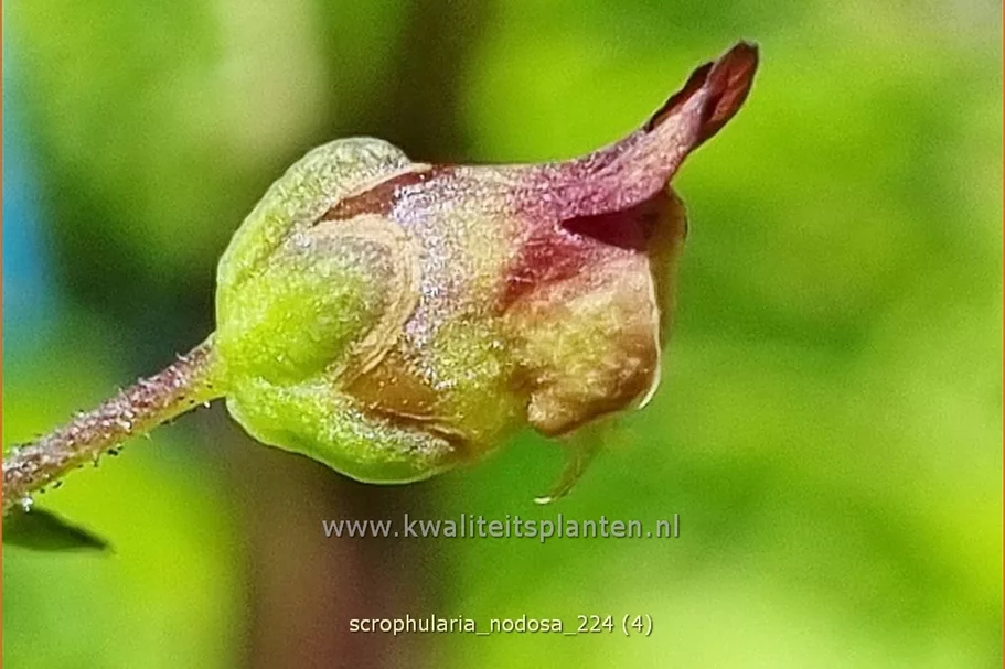Scrophularia nodosa