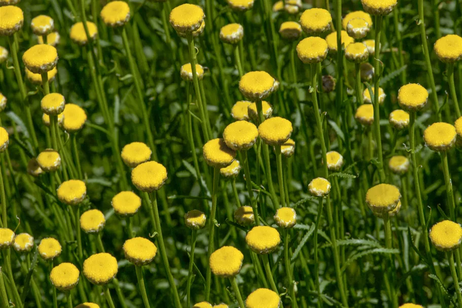 Santolina rosmarinifolia