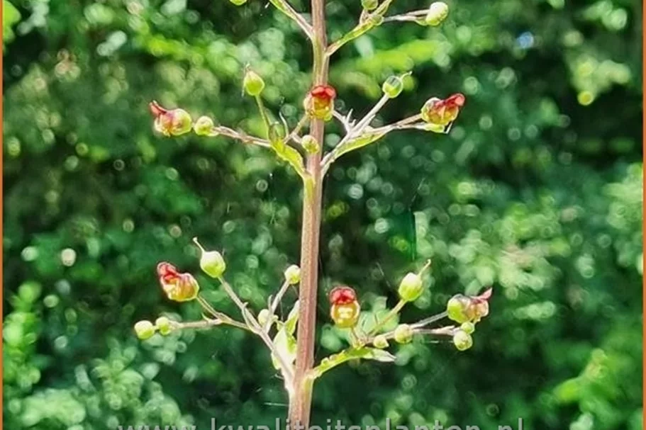 Scrophularia nodosa