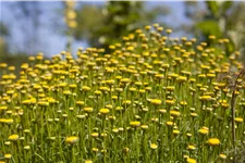 Santolina rosmarinifolia