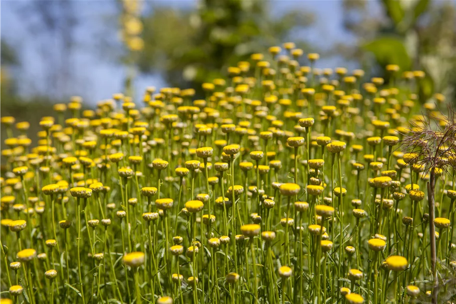 Santolina rosmarinifolia