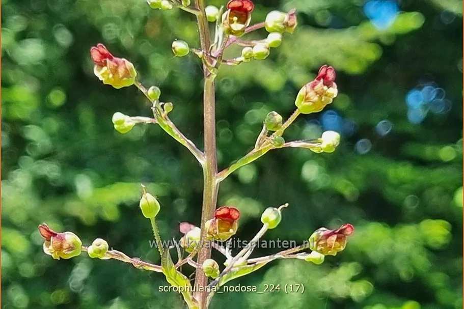 Scrophularia nodosa