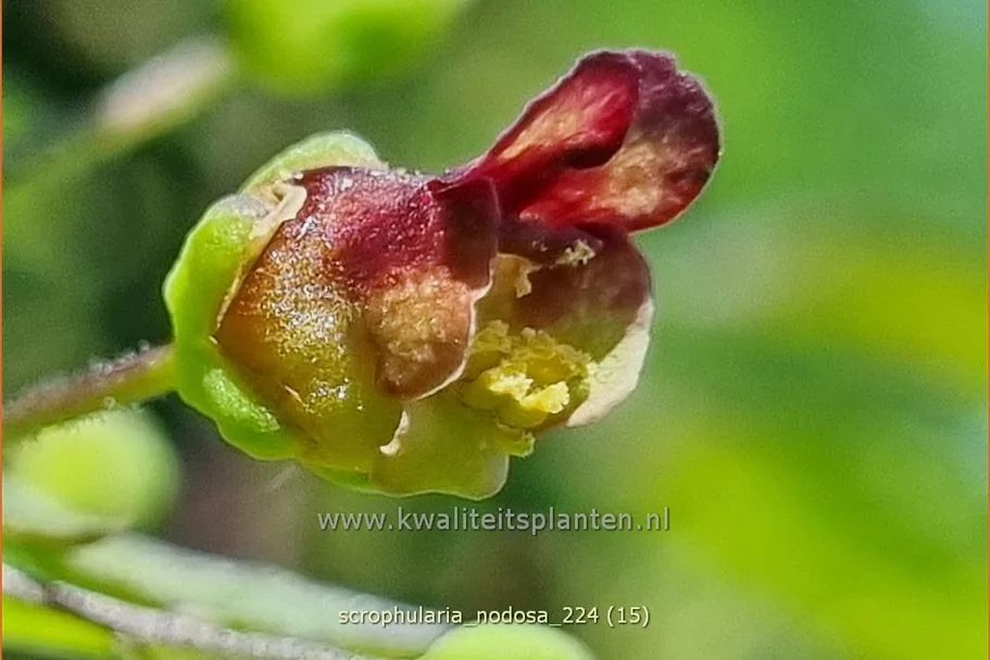 Scrophularia nodosa