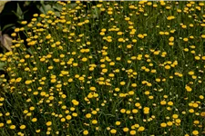 Santolina rosmarinifolia