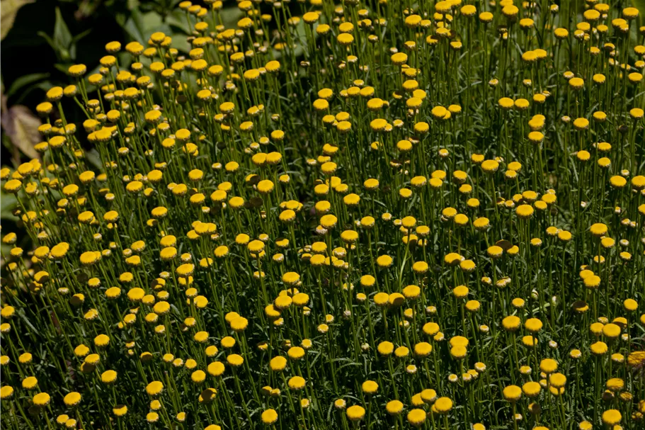 Santolina rosmarinifolia